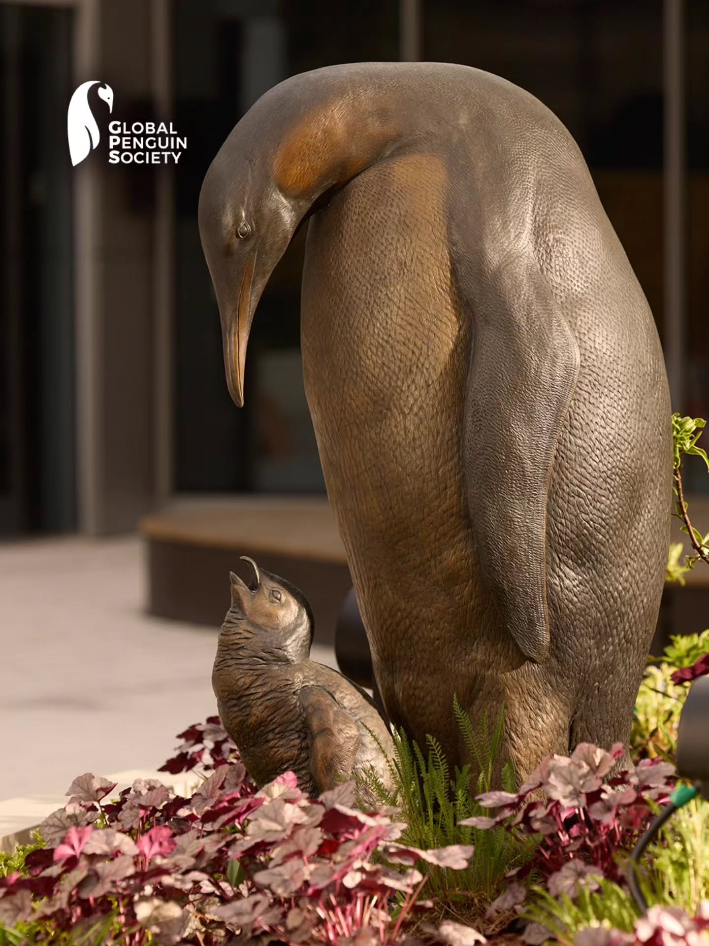 Last June, National Geographic’s Museum of Exploration (MOE) opened its doors to the public in Washington, D.C., and penguins have a very special place there. At the entrance, a bronze sculpture of an emperor penguin and its chick welcomes visitors. For two years, Global Penguin Society supported the creative process, providing scientific expertise to ensure an accurate representation of this iconic species. The sculpture is accompanied by an app that allows visitors to use their phones to see virtual penguins interacting around them. In addition, the cover of the book given to visitors features an image of this penguin.
El pasado junio, el Museum of Exploration (MOE) de National Geographic abrió sus puertas al público en Washington D.C., y los pingüinos ocupan un lugar muy especial. En la entrada, una escultura de bronce de un pingüino emperador junto a su cría recibe a los visitantes. Durante dos años, Global Penguin Society acompañó el proceso de creación, aportando conocimiento científico para lograr una representación fiel de esta icónica especie. La escultura se acompaña con una aplicación para que desde el celular se puedan ver pingüinos virtuales interactuando. Además, la tapa del libro que se entrega a los visitantes contiene una imagen de este pingüino.
Credits: Rebecca Hale/National Geographic - Abram Eric Landes/National Geographic
#NationalGeographic #MuseumOfExploration #Penguins #NatGeoExplorer  #OceanConservation
@natgeosociety
@natgeo
natgeosociety
4d
Thank you for your support and collaboration through the creative process to ensure an accurate representation of this iconic species. 🐧