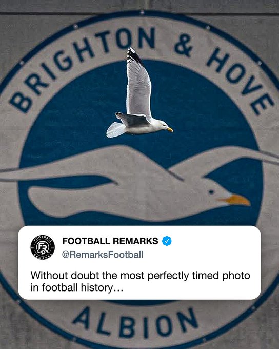 An iconic photo  (via 
@officialbhafc
)
