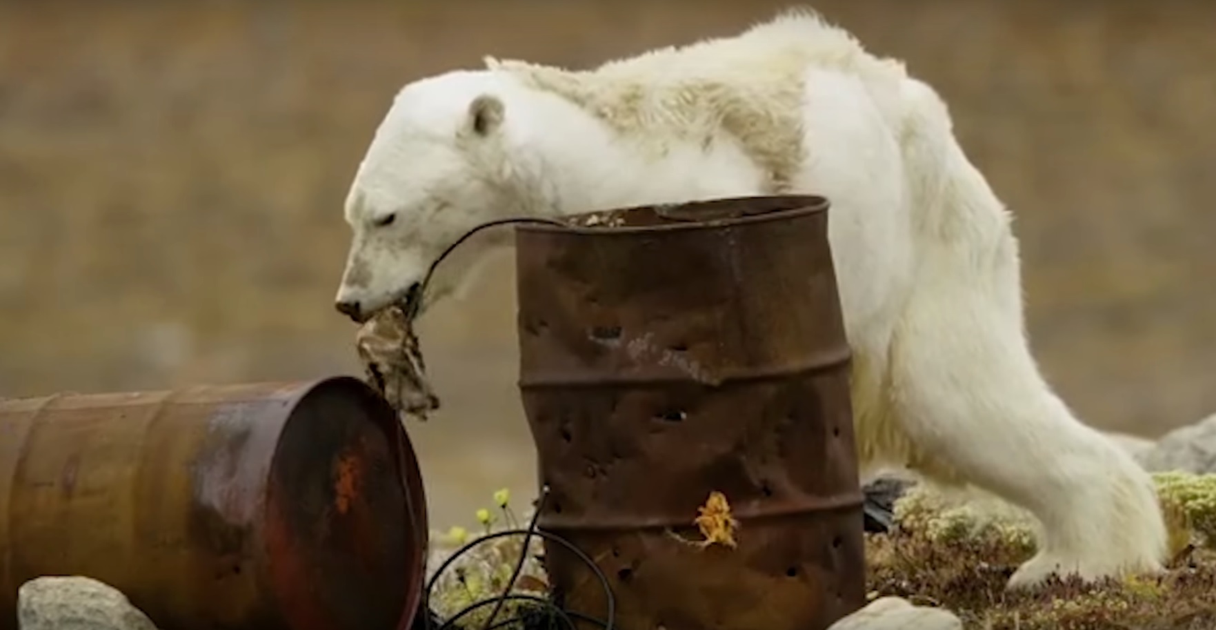 皮包骨北極熊翻垃圾吃  全球暖化令人揪心