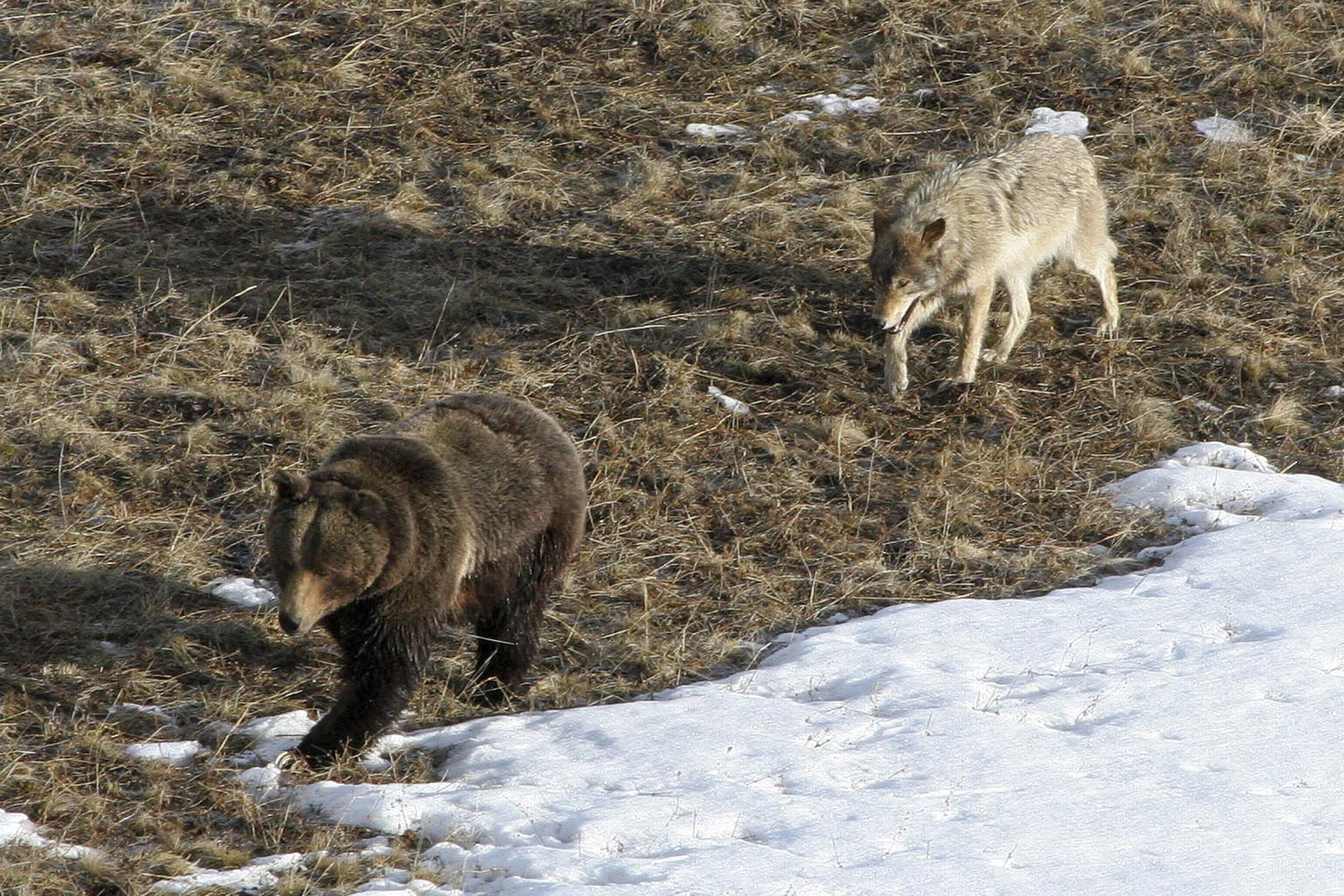 你的食物就是我的食物！美國黃石公園的土匪熊導致狼群行為變化