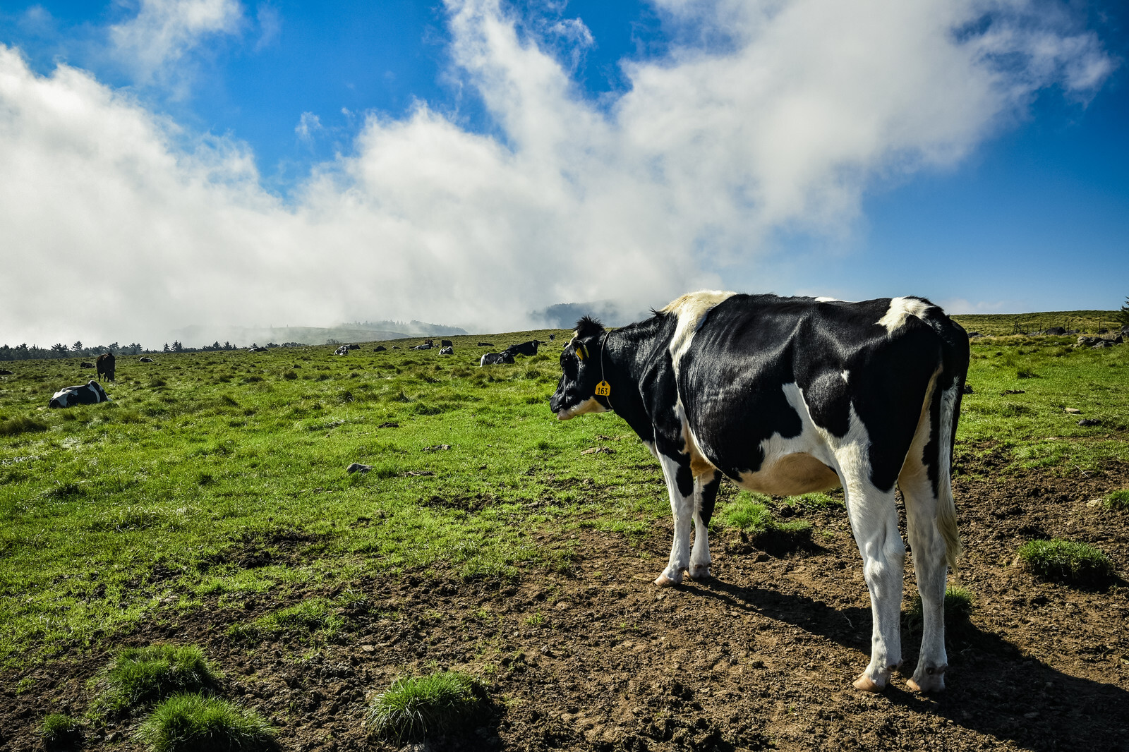 「宇宙牛專案」 日本鹿兒島透過衛星技術追蹤牛隻