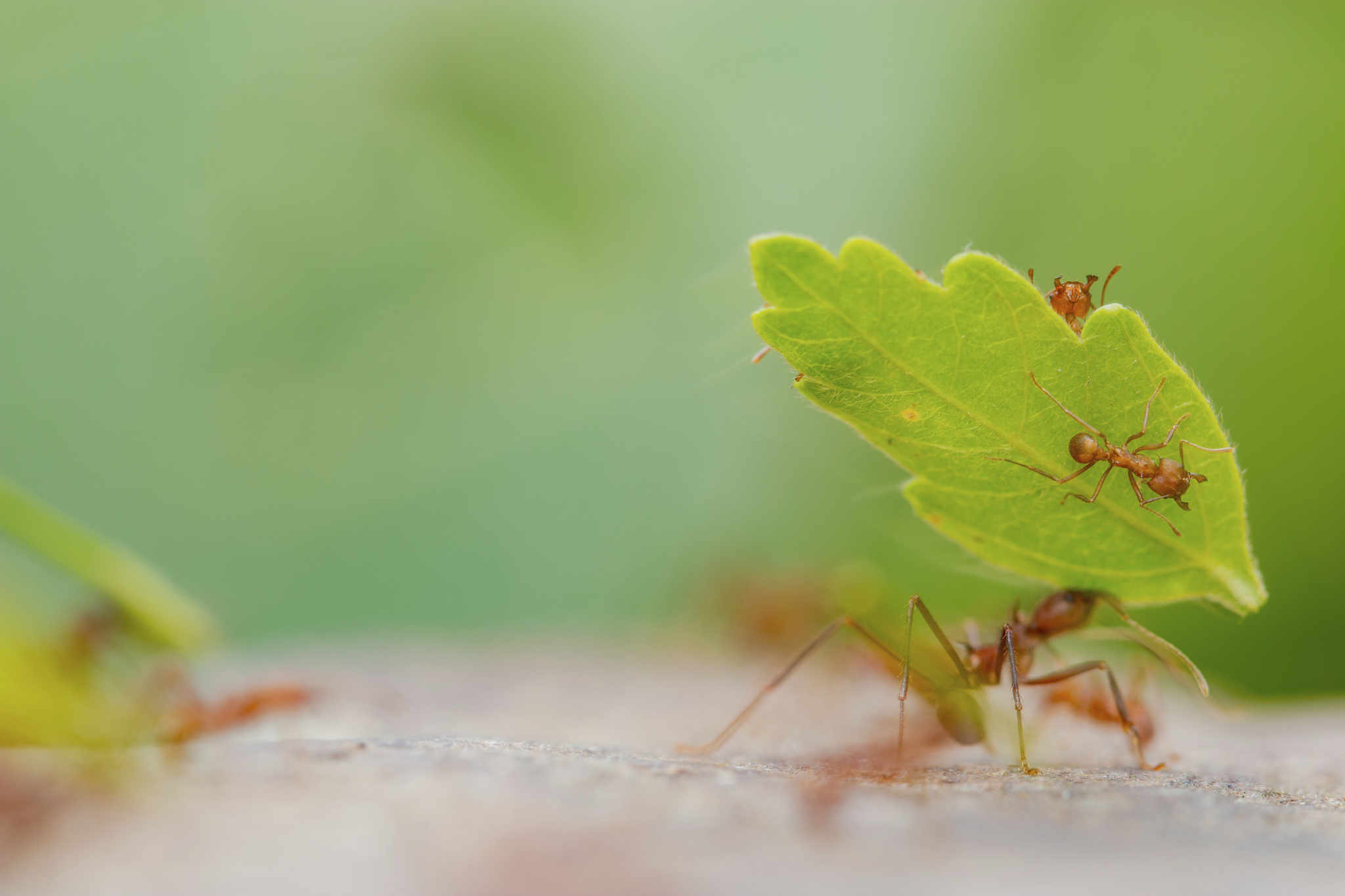 地球上的螞蟻有多少？科學家研究：至少2萬兆