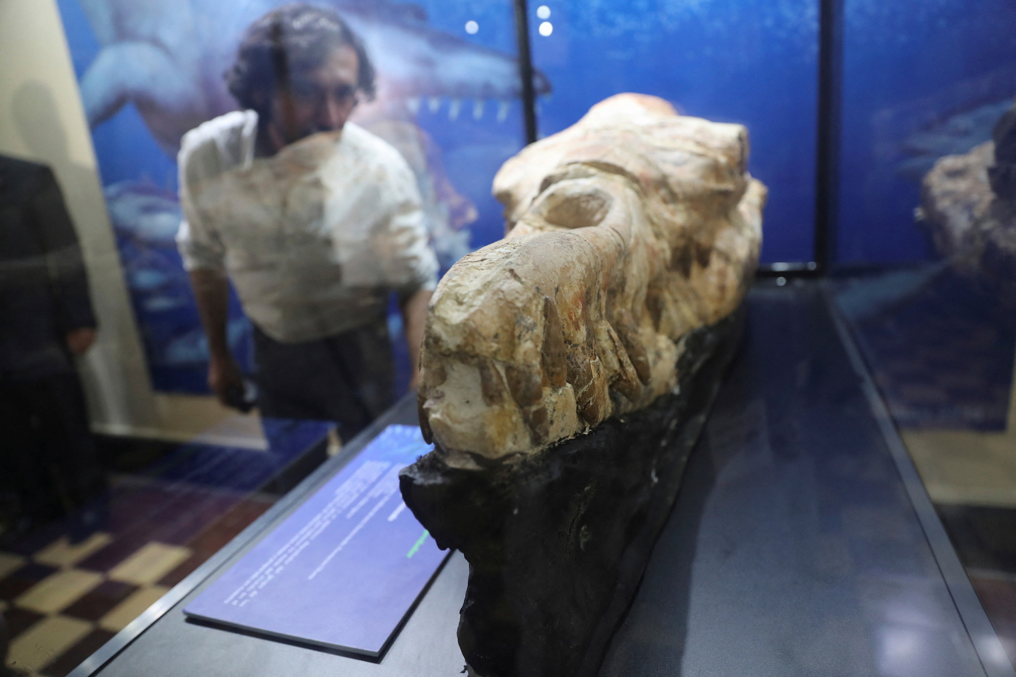 不是恐龍？秘魯古生物學家發現3,600萬年前海怪頭骨