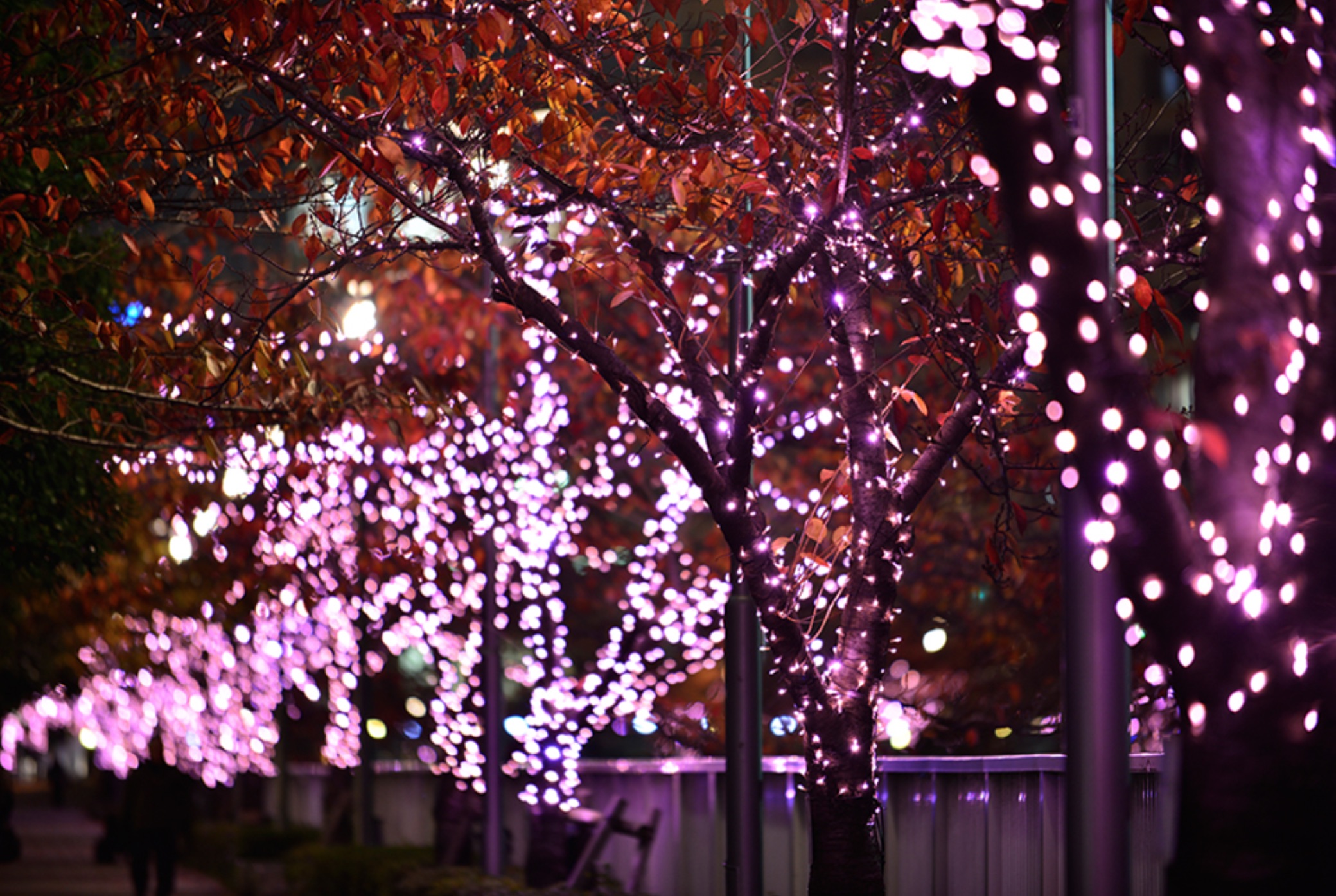 讓櫻花也能在冬天「綻放」 用生物燃料點亮東京街頭