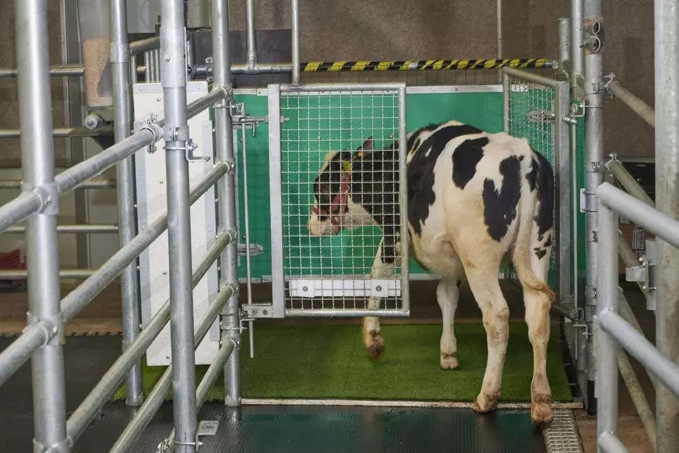 訓練小牛定點上廁所 科學家新招救地球