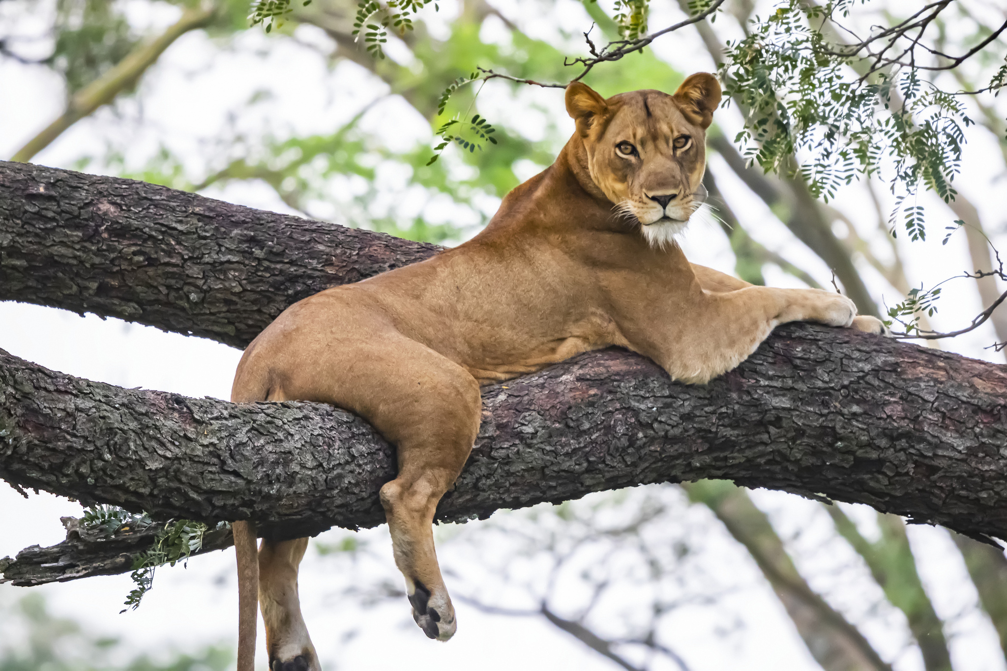 為什麼非洲有些獅子很常爬樹，有些獅子很少爬樹？