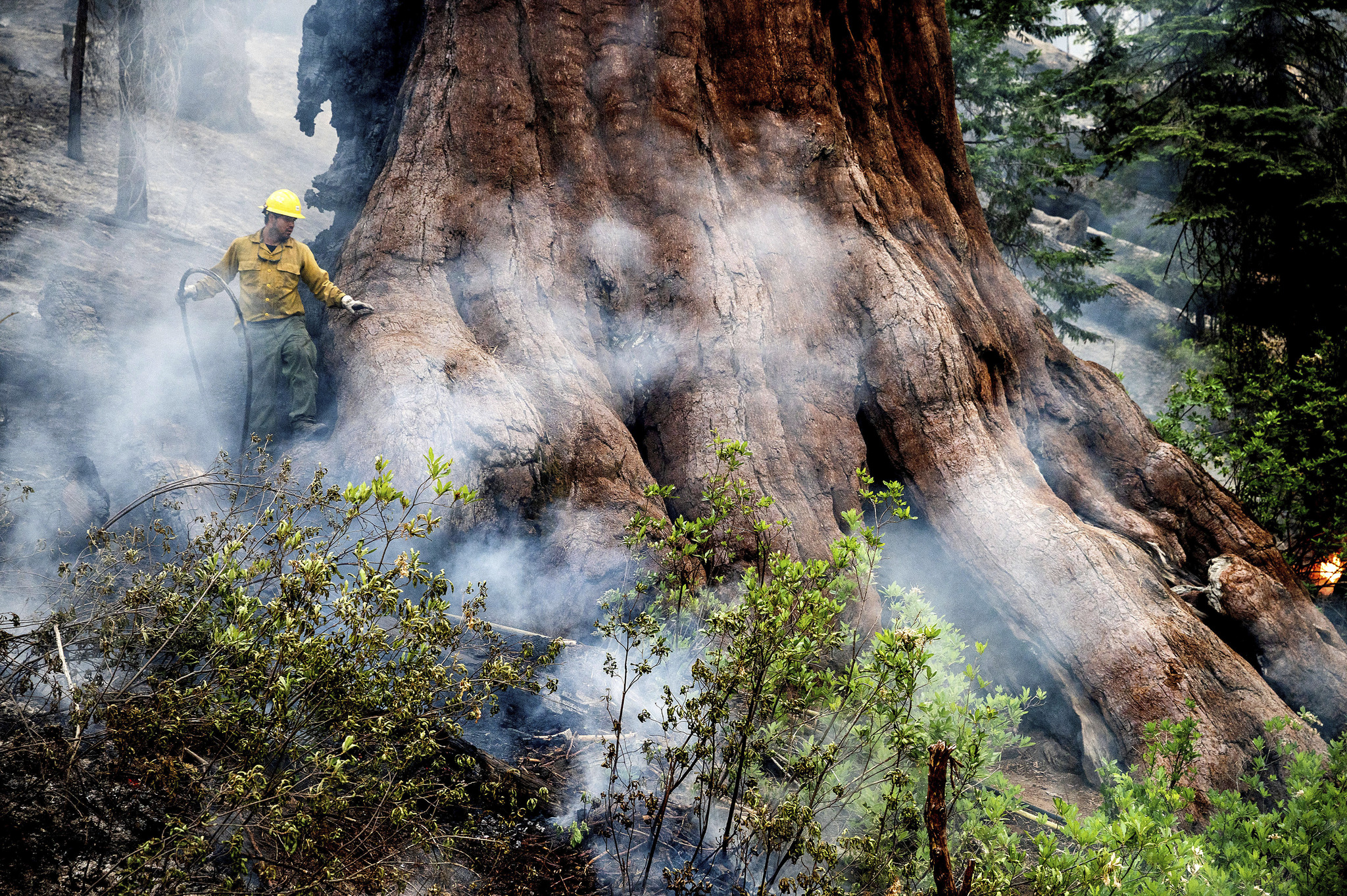 神木保衛戰 美國森林大火威脅3000歲巨杉「灰熊巨人」