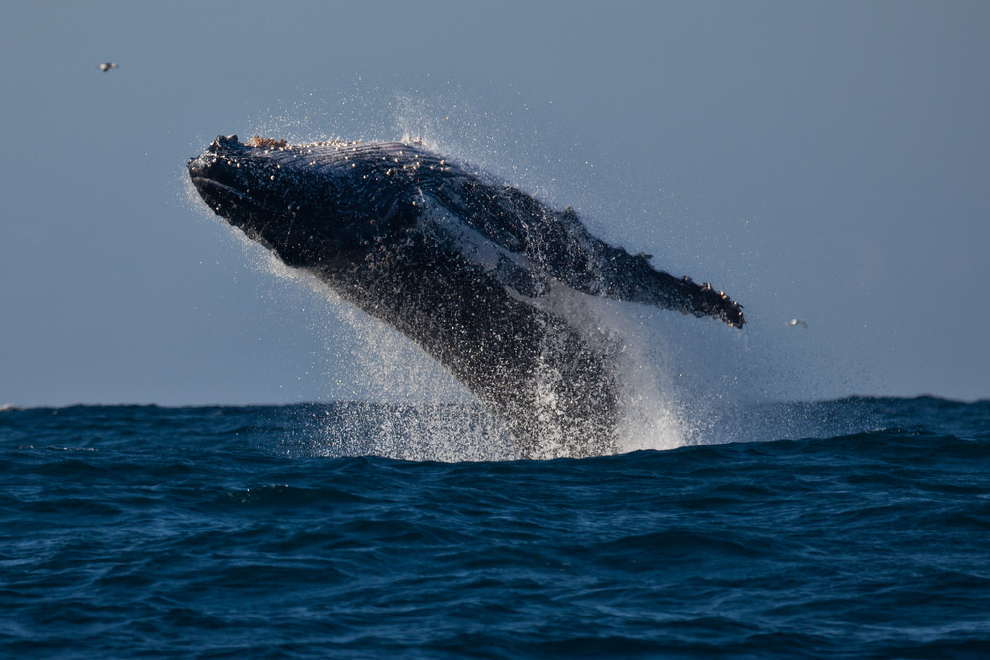 被鯨魚吞進去又吐出來 南非浮潛導遊：命運變化只在分秒之間