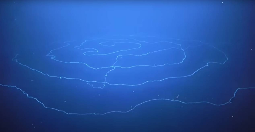 世界最長海洋動物現身澳洲 科學家：近兩隻藍鯨長