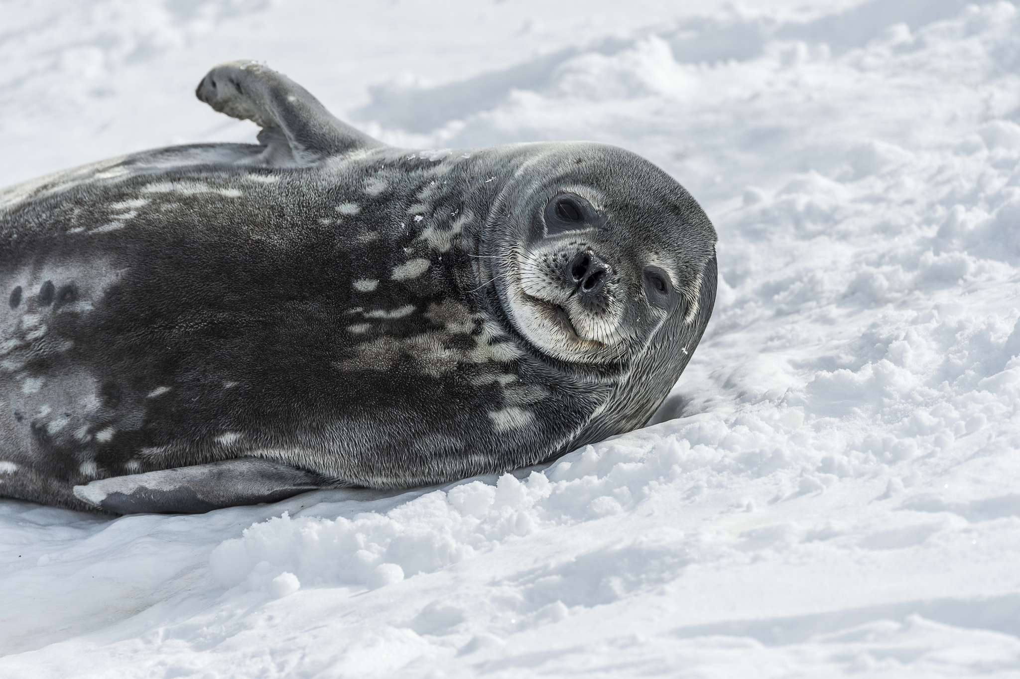 海豹部隊出動！南極洲科學小助手幫忙科學家蒐集數據