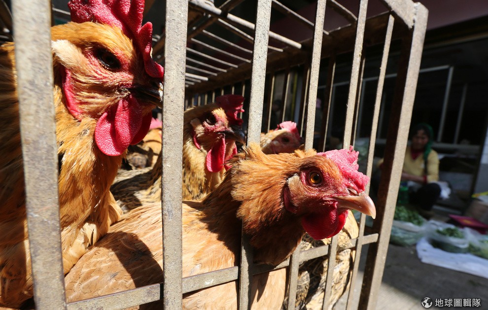 最高警戒！南韓傳出禽流感災情