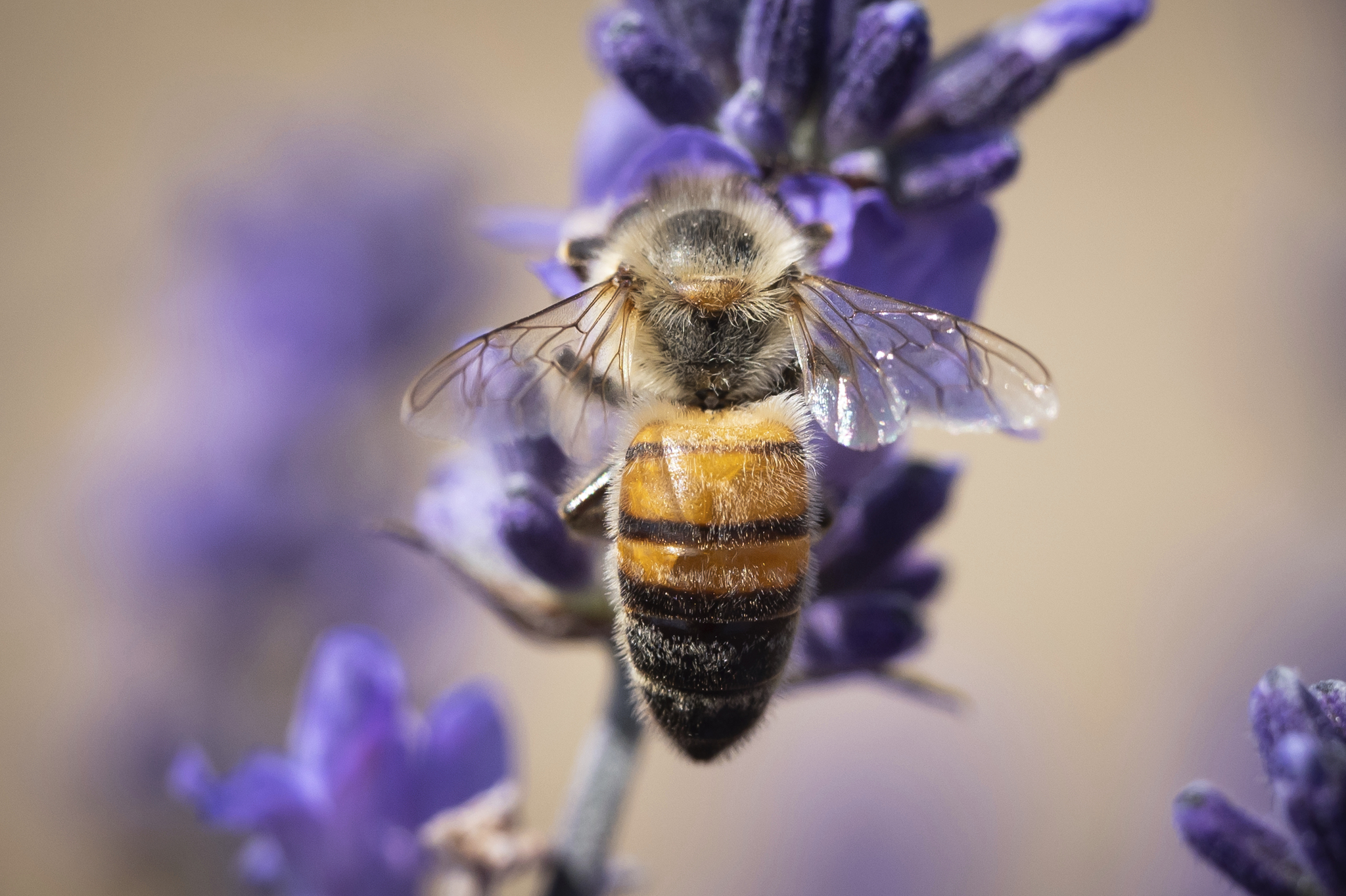 蜜蜂也要類封城 澳洲嚴防蜂界COVID-19傳播
